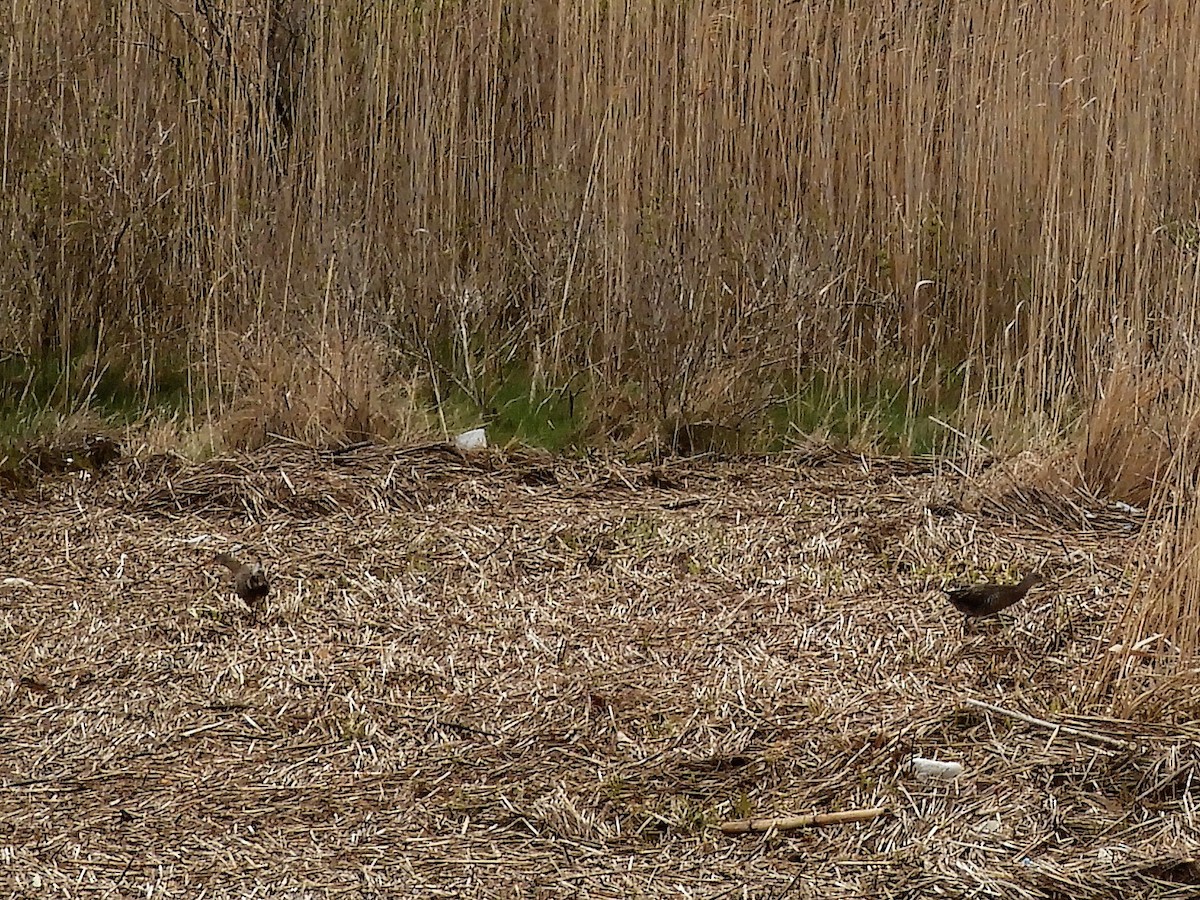 Clapper Rail - ML227873361