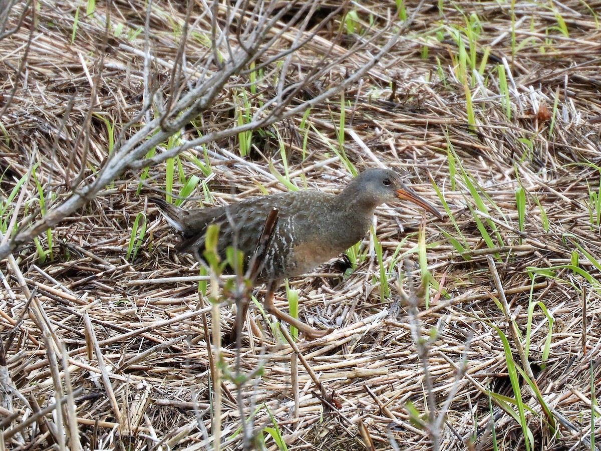 Clapper Rail - ML227873381