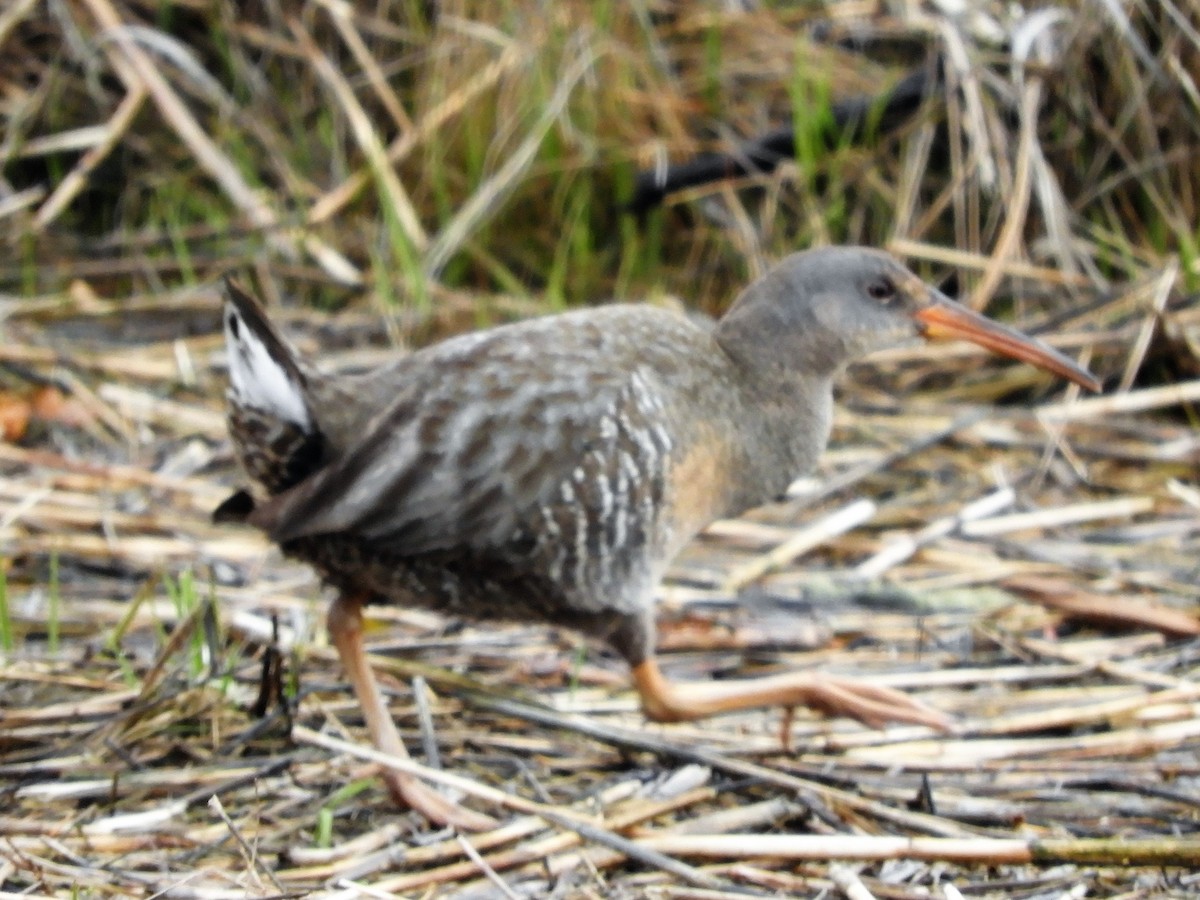 Clapper Rail - ML227873391