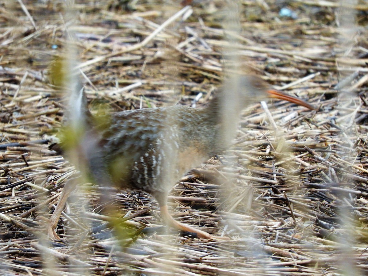 Clapper Rail - ML227873401