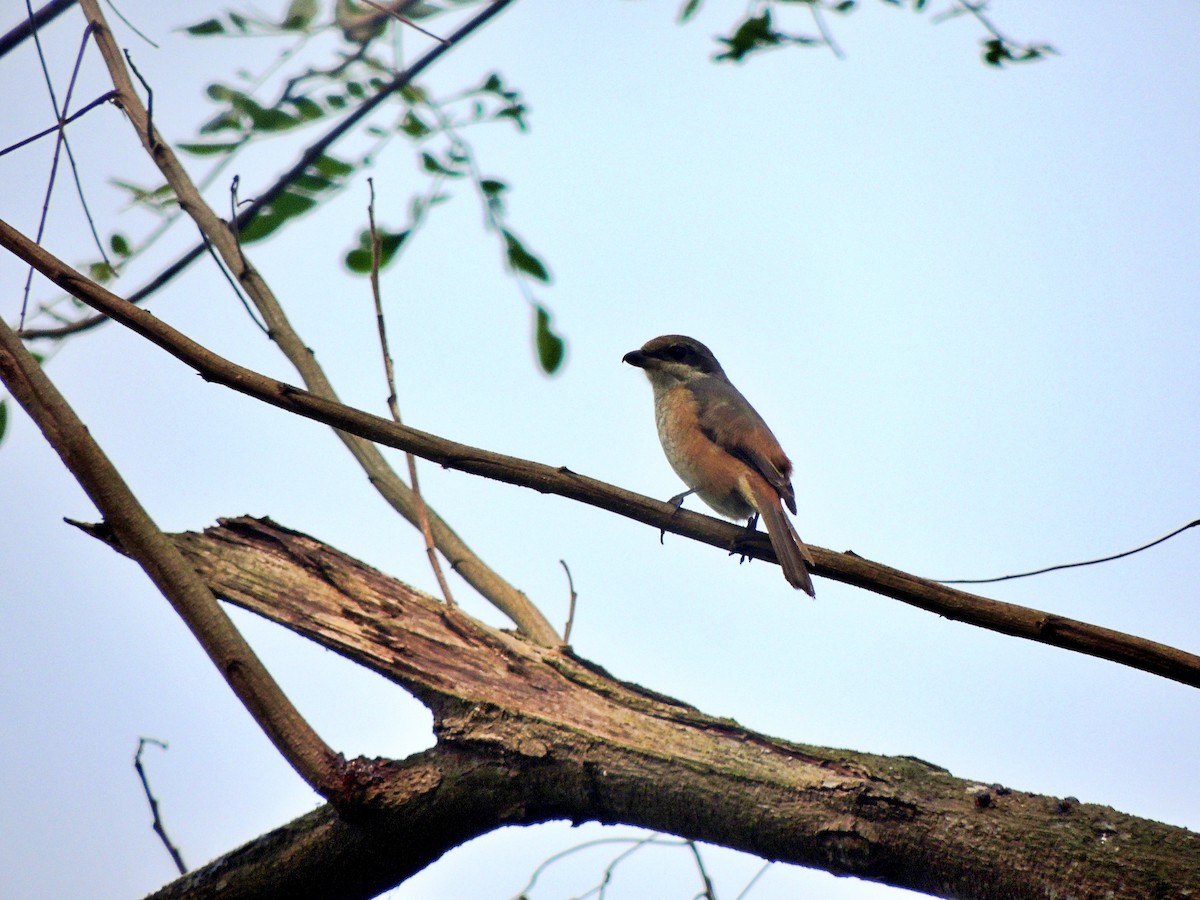 Gray-backed Shrike - RUPAM BHADURI
