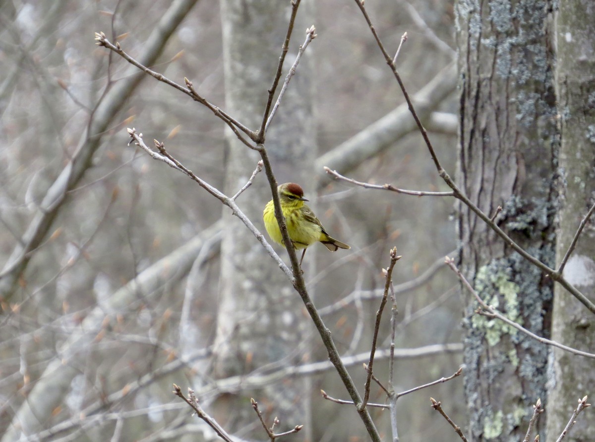 Palm Warbler - ML227873751