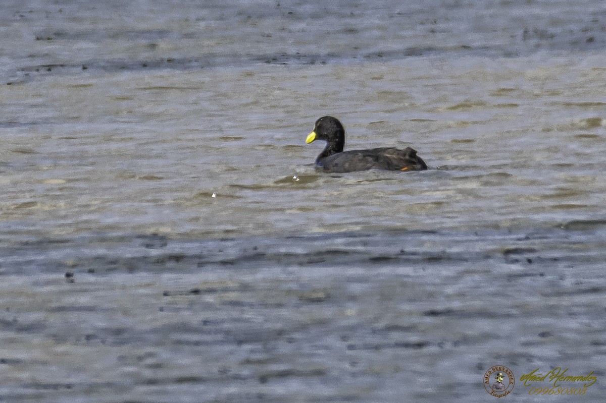 Red-gartered Coot - ML227875081