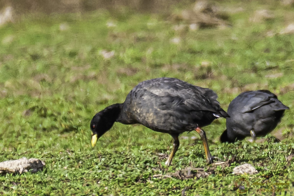 Red-gartered Coot - ML227875111