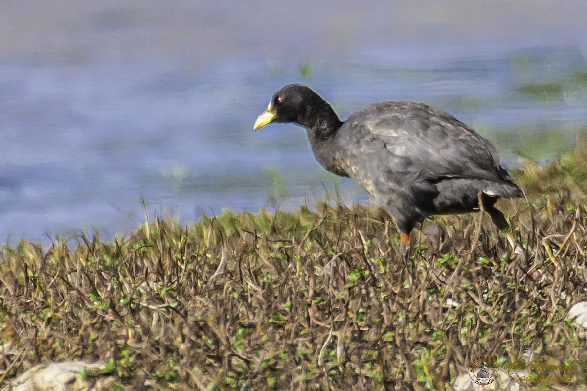 Red-gartered Coot - ML227875151