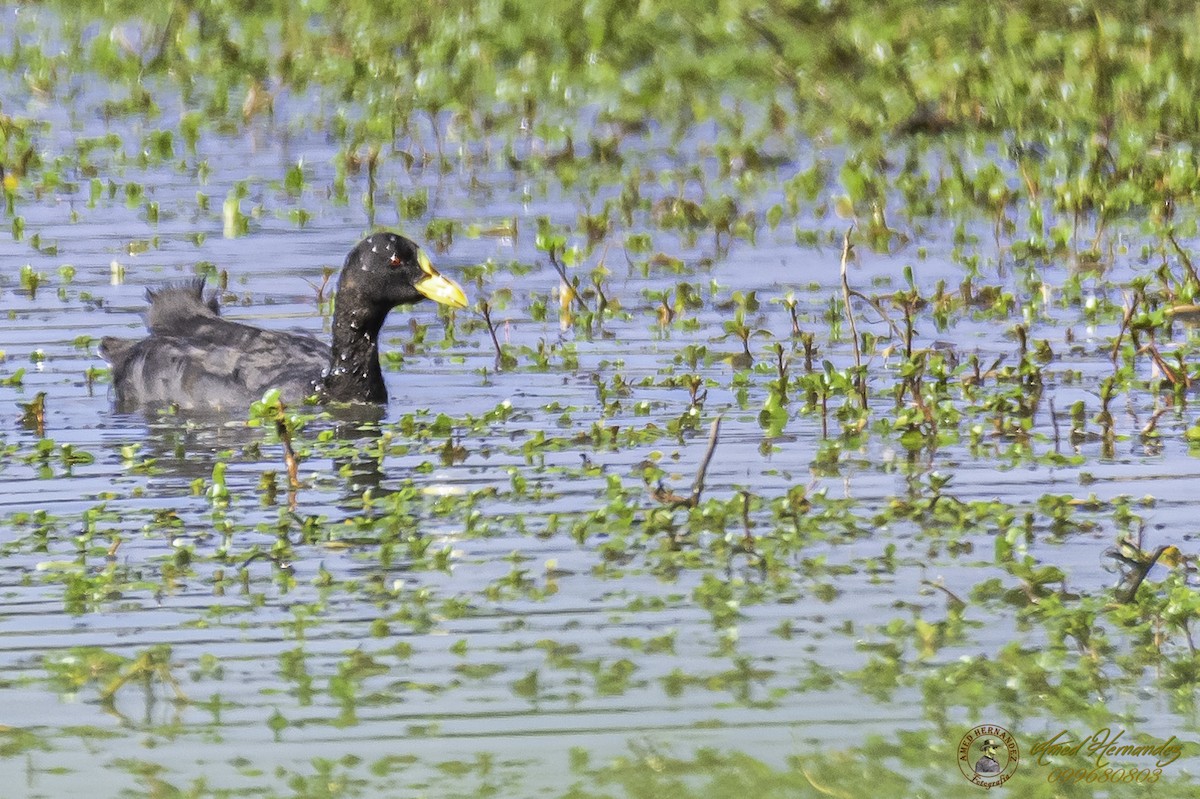 Red-gartered Coot - ML227875191