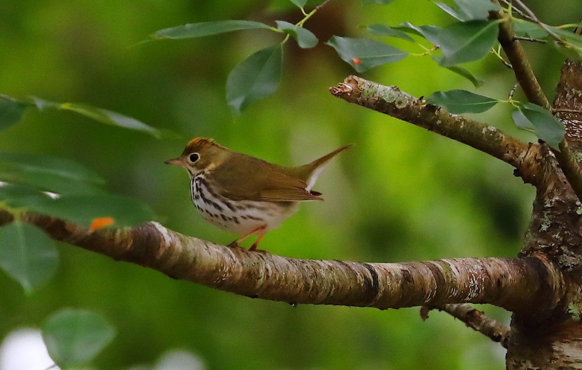 Ovenbird - ML227875201