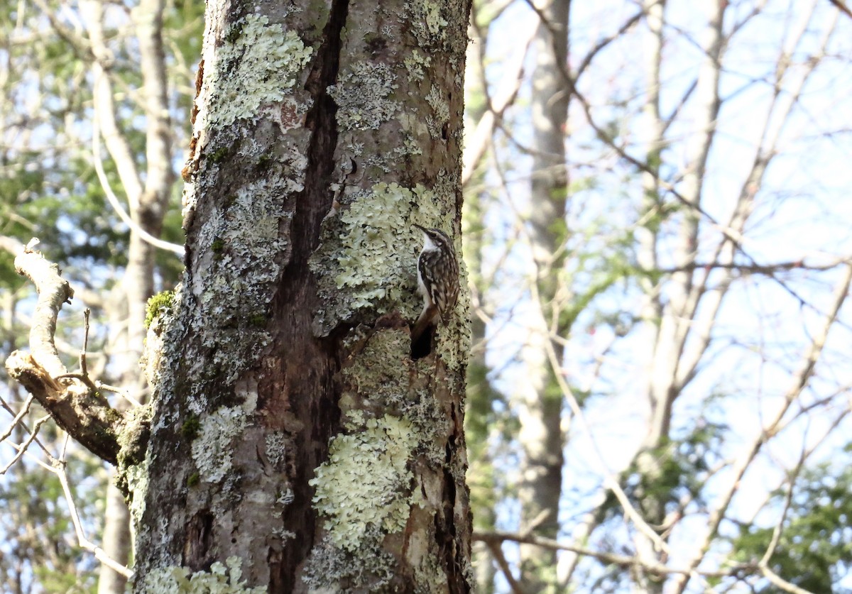 Brown Creeper - ML227875281