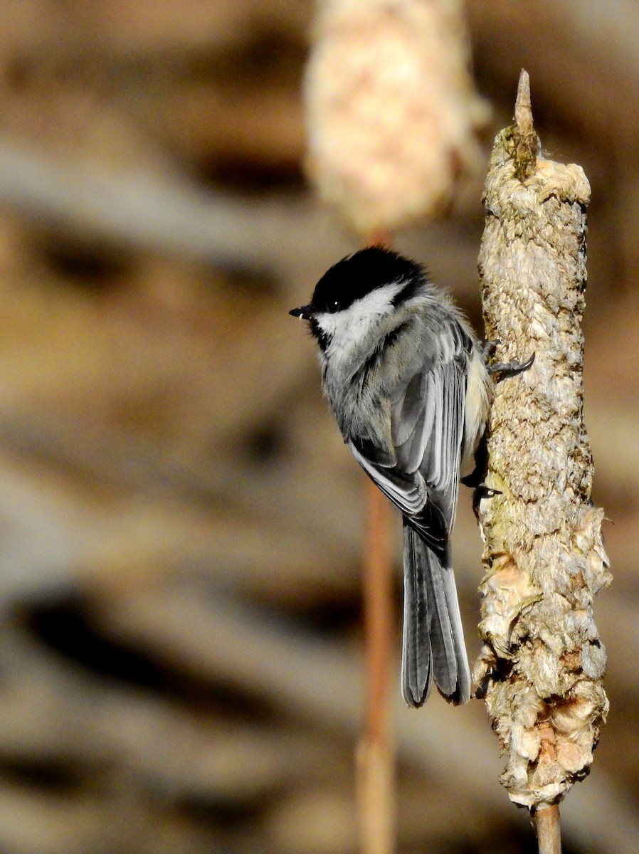 Black-capped Chickadee - Jean-Marc Emery