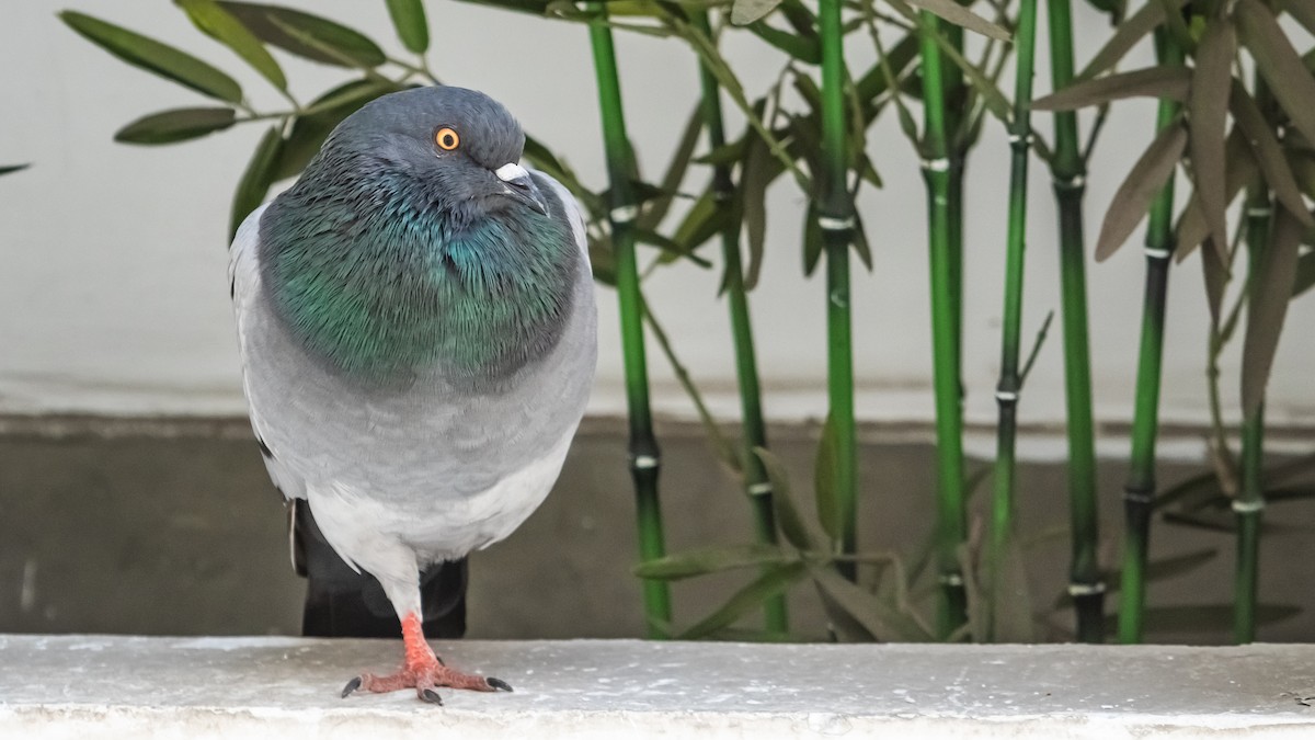 Rock Pigeon (Feral Pigeon) - Max Souffriau