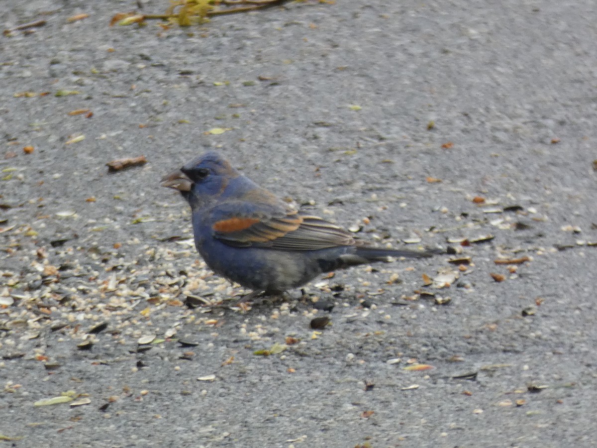 Blue Grosbeak - ML227878041