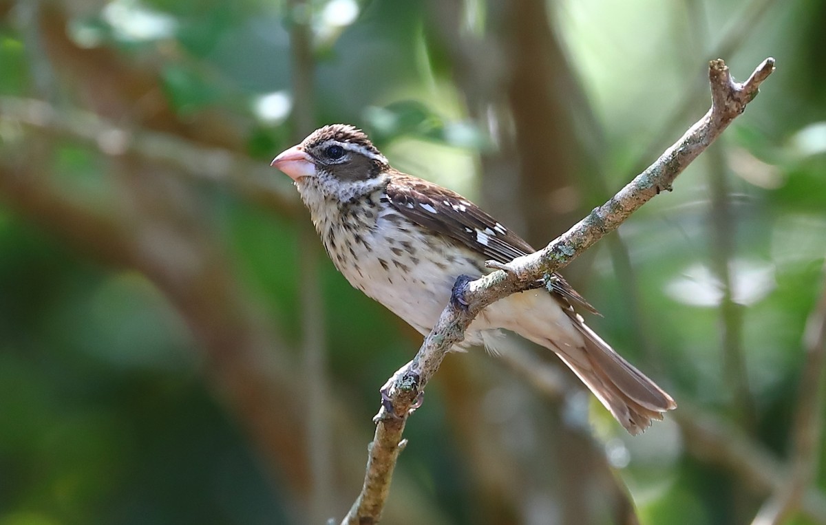 Rose-breasted Grosbeak - ML227878331