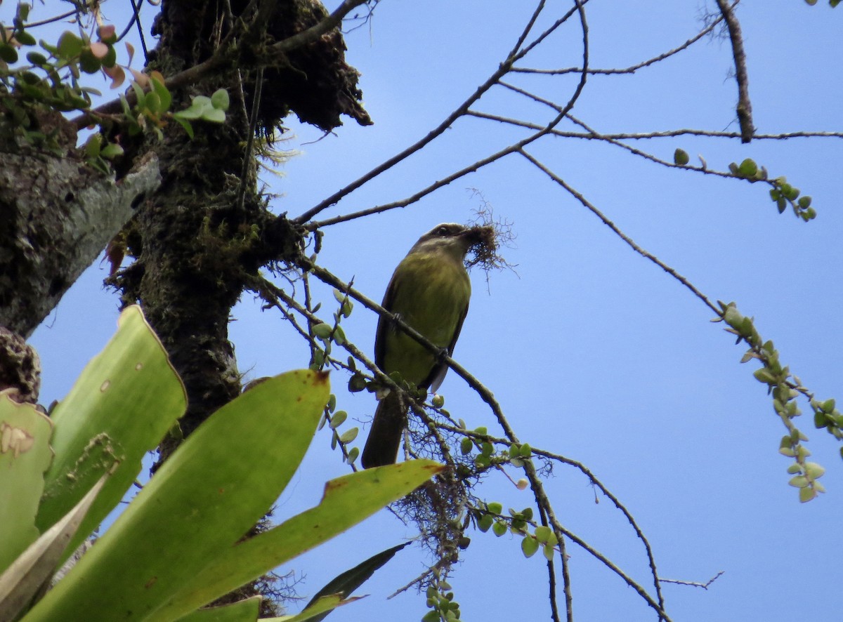 Golden-bellied Flycatcher - ML227880261