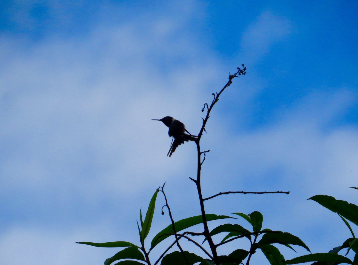 Colibrí de Mitchell - ML227880811