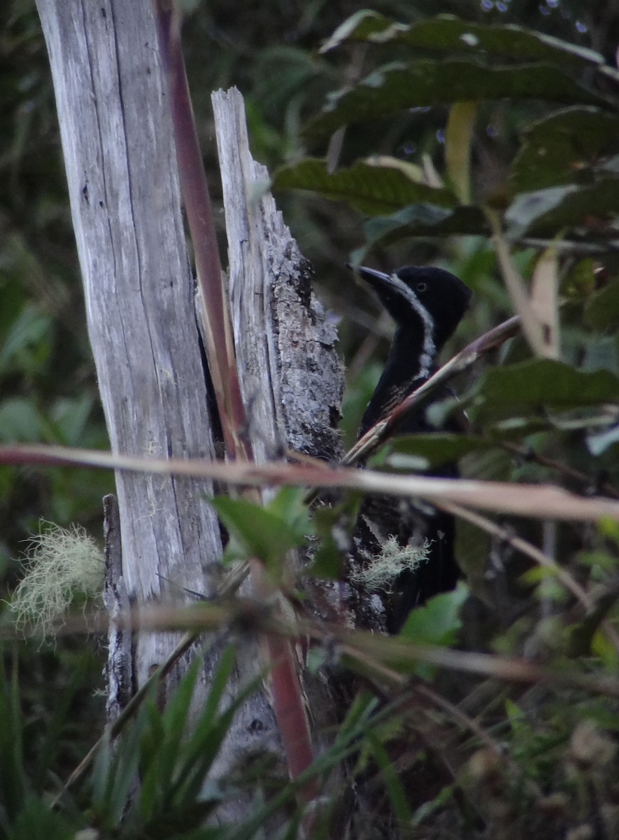 Powerful Woodpecker - Daniel Lane