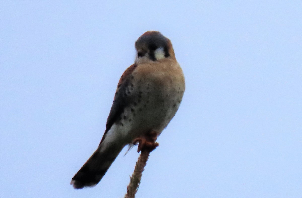 American Kestrel - ML227883241