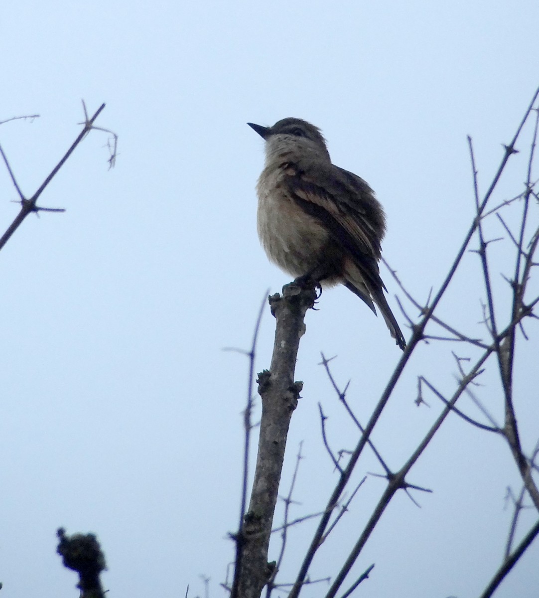 Rufous-bellied Bush-Tyrant - ML227883461