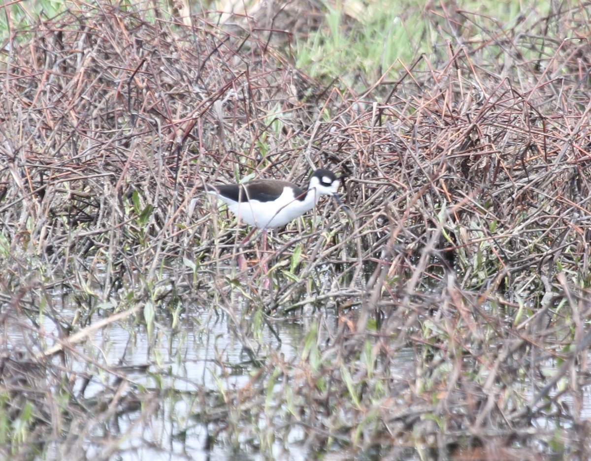 Black-necked Stilt (Black-necked) - ML227885531