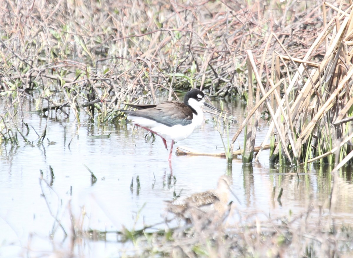 Black-necked Stilt (Black-necked) - ML227885541