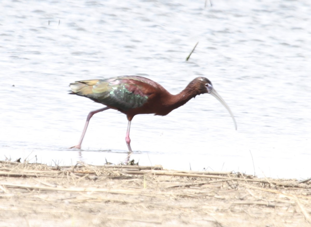Glossy x White-faced Ibis (hybrid) - ML227885911
