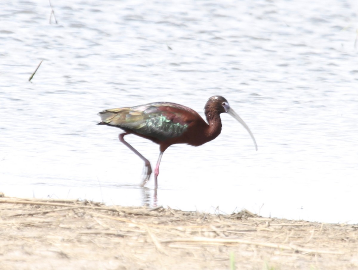Glossy x White-faced Ibis (hybrid) - ML227885921