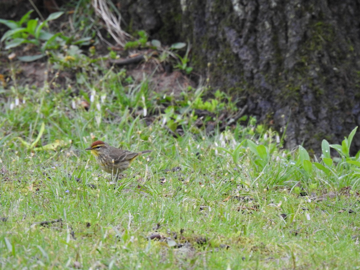 Palm Warbler - Nathan Beccue