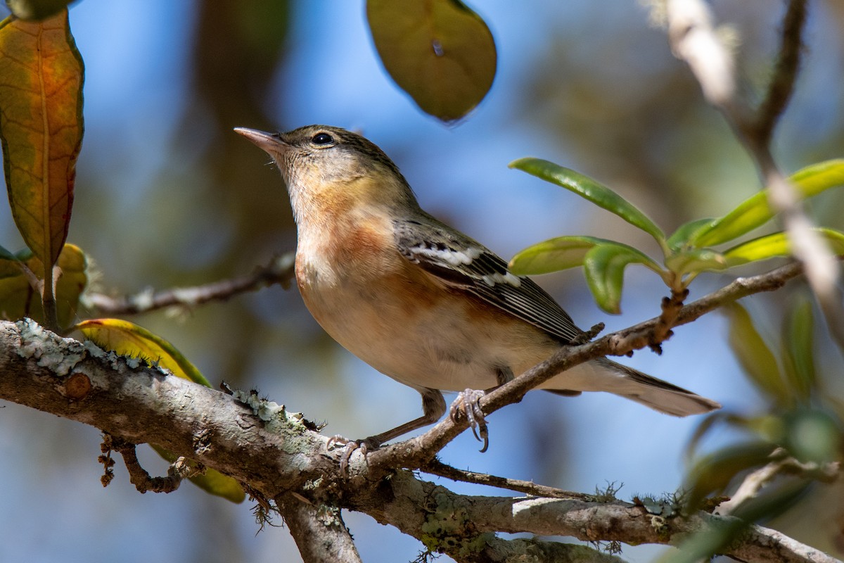 Bay-breasted Warbler - ML227886651