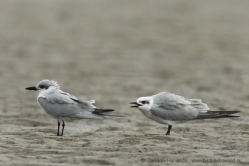 Gull-billed Tern - ML227886721