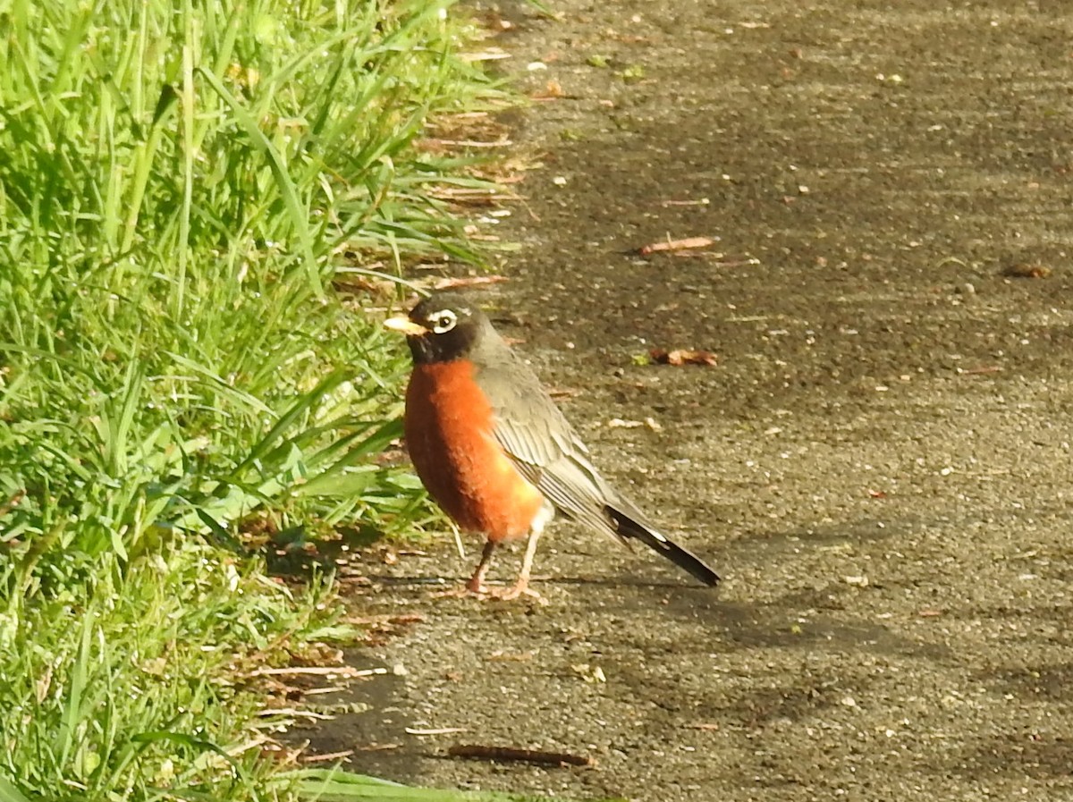 American Robin - ML227888321