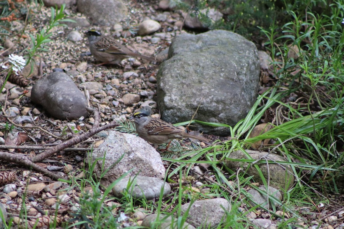 Golden-crowned Sparrow - ML227889831