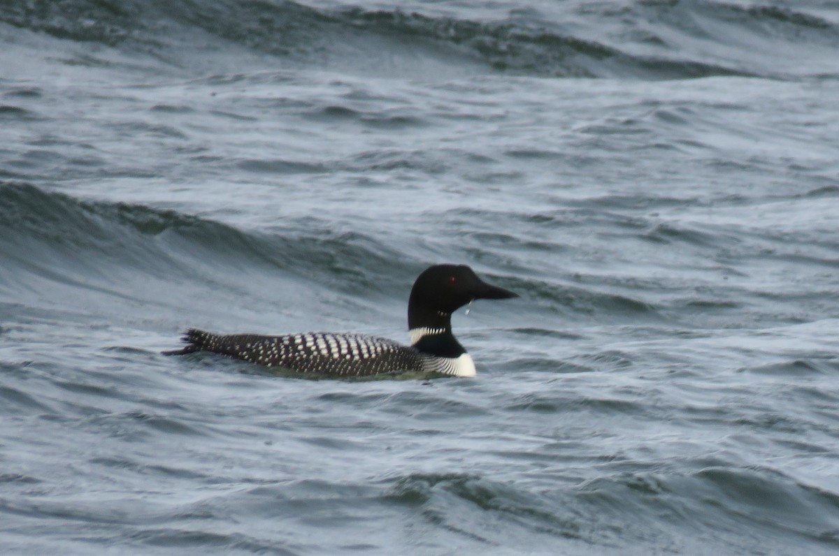 Common Loon - David Dowell