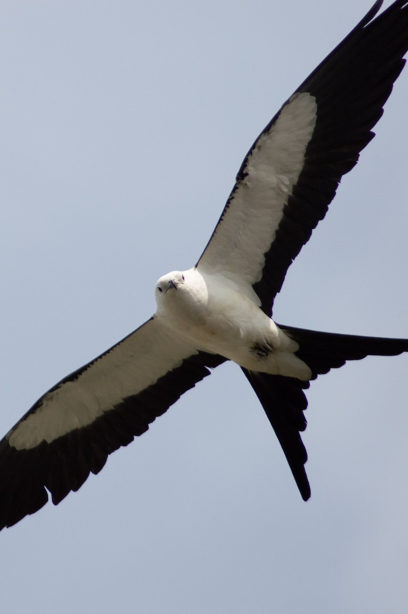 Swallow-tailed Kite - ML227890831
