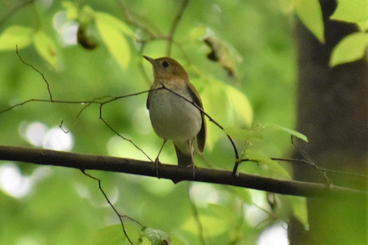 Veery - ML227892231