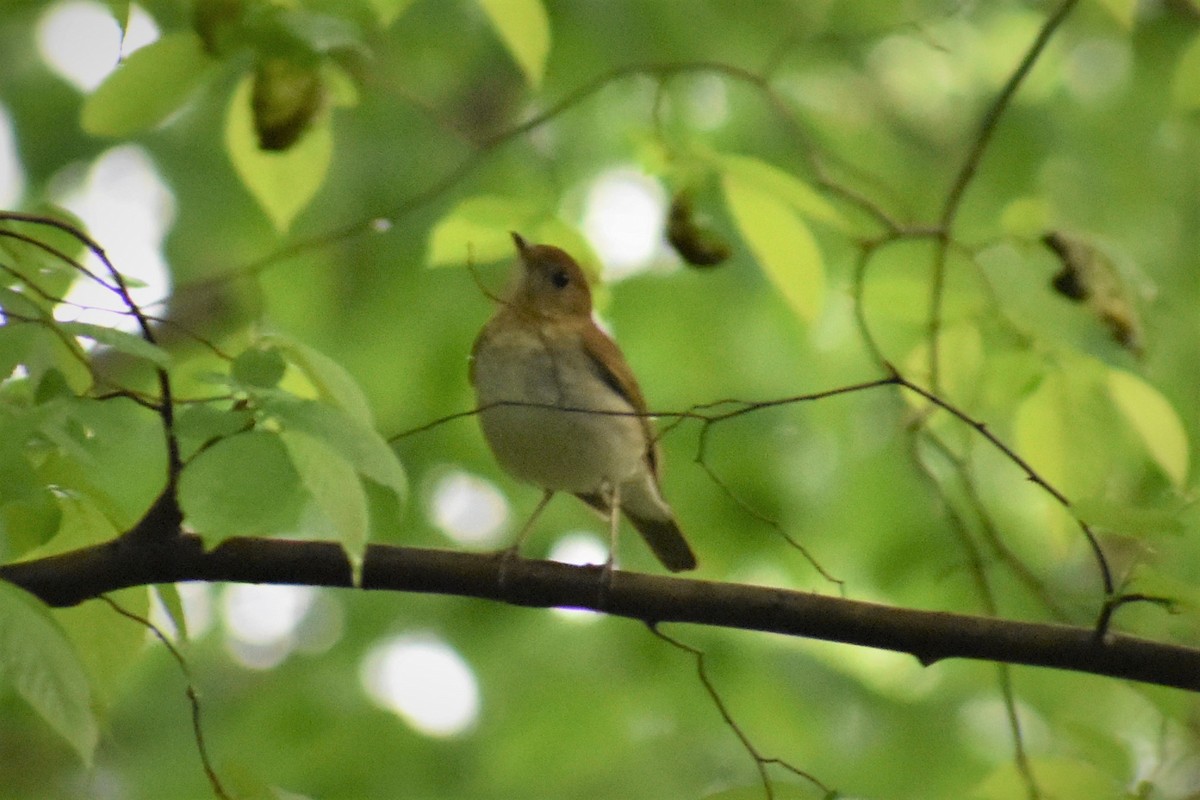 Veery - ML227892301