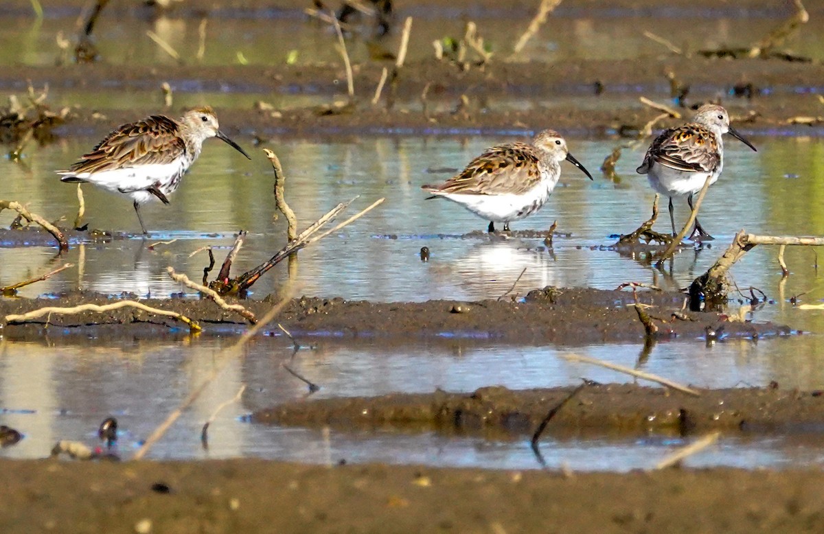 Dunlin - Gale VerHague