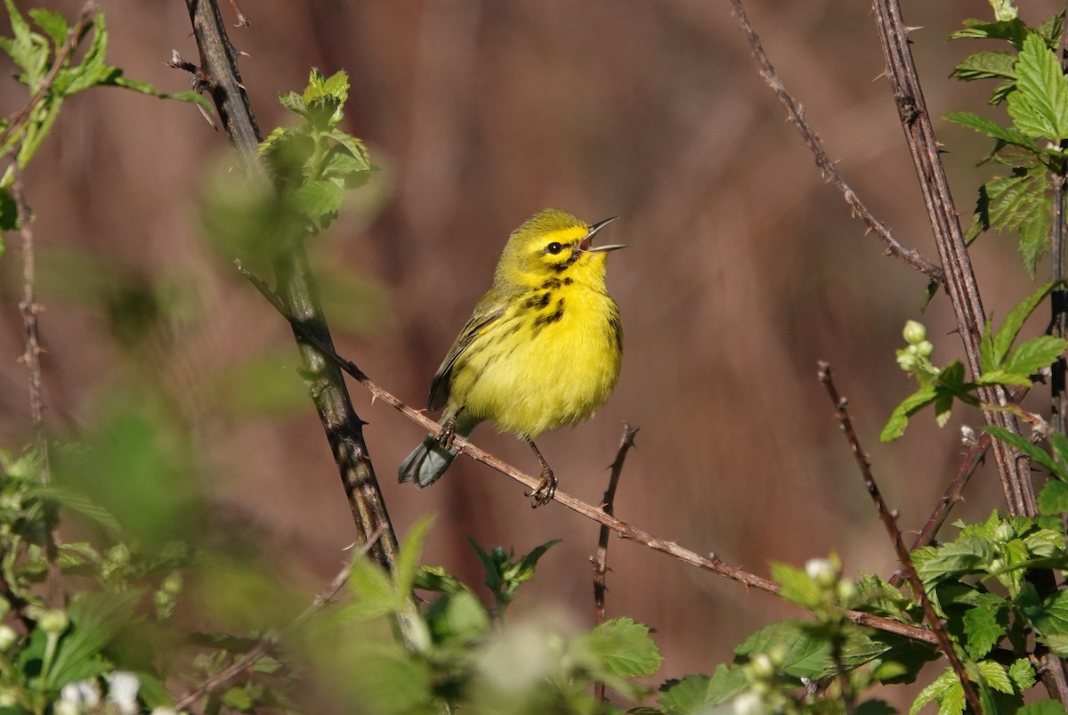 Prairie Warbler - ML227896561