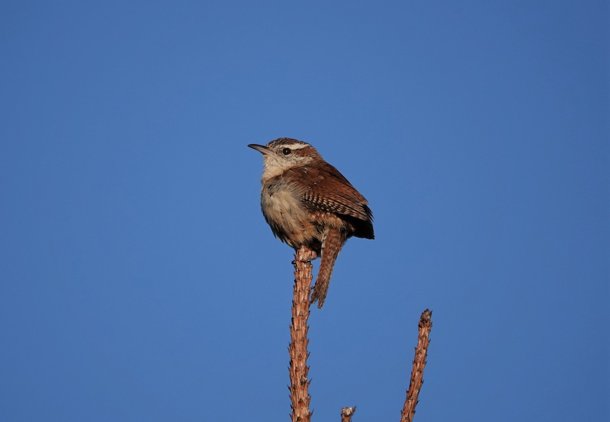Carolina Wren - ML227897231
