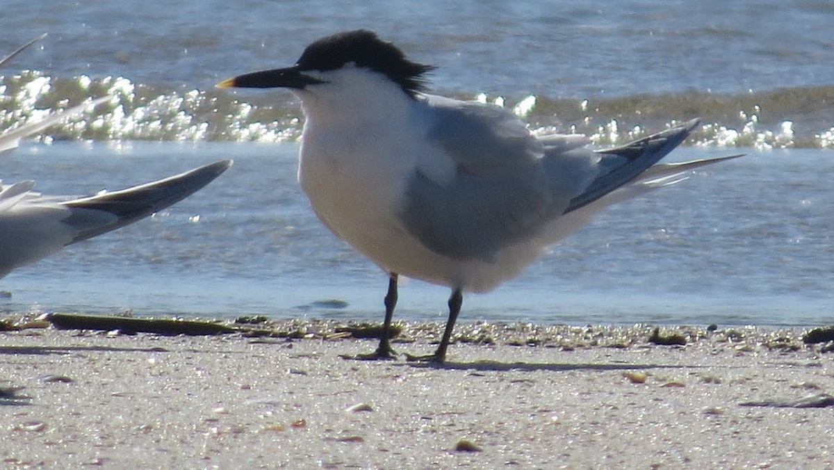 Sandwich Tern - ML227897381