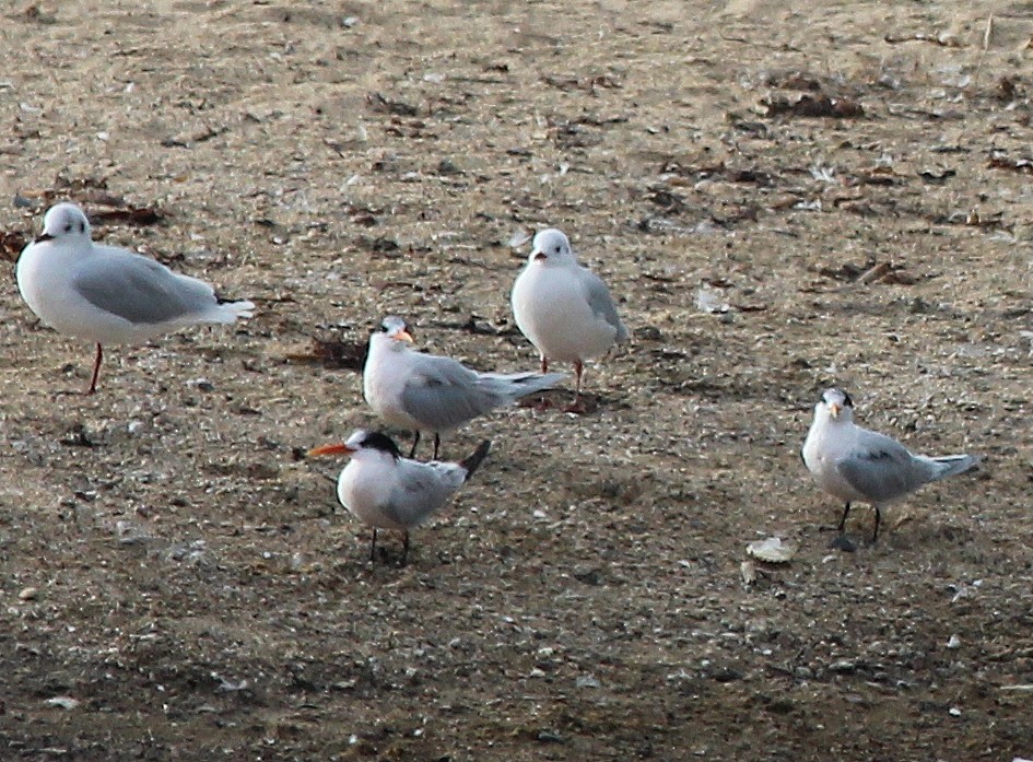 Elegant Tern - ML227897461