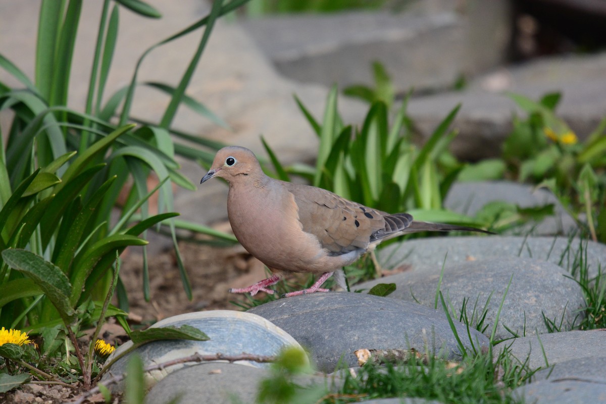 Mourning Dove - Reed Robinson