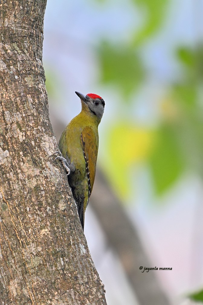 Gray-headed Woodpecker - ML227897971