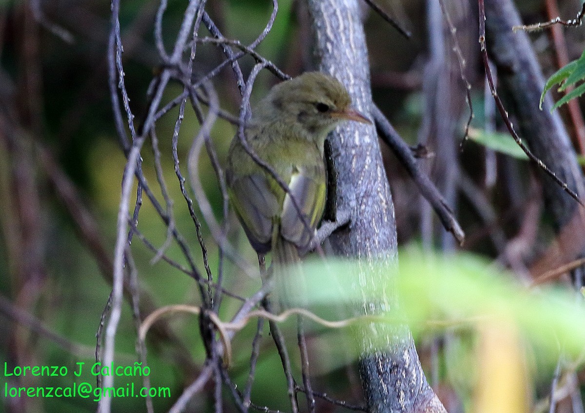 buskvireo (flavipes gr.) - ML227901801