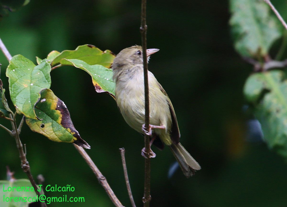 buskvireo (flavipes gr.) - ML227901821