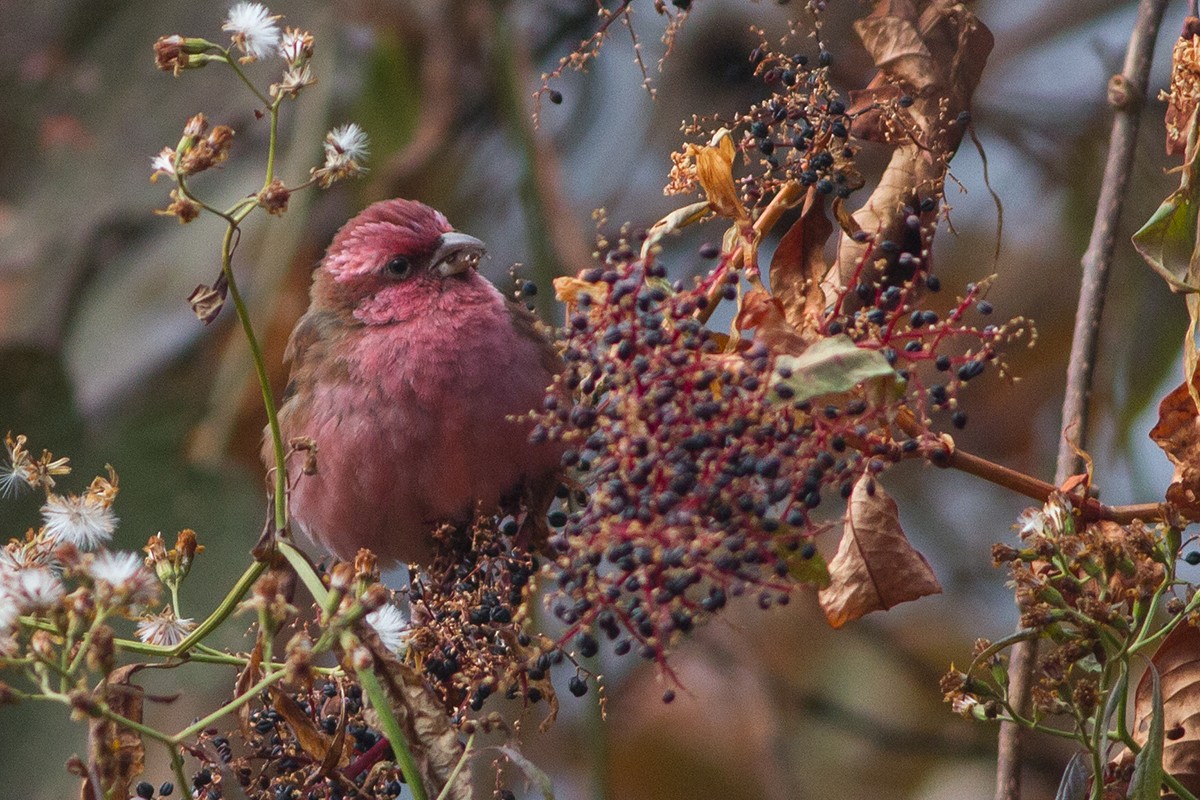 Pink-browed Rosefinch - ML227904781