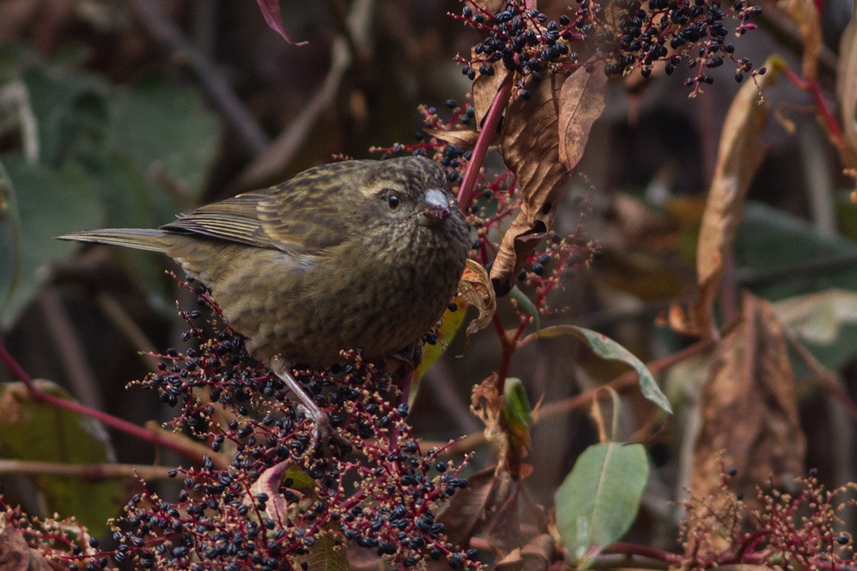 Dark-rumped Rosefinch - Dibyendu Ash