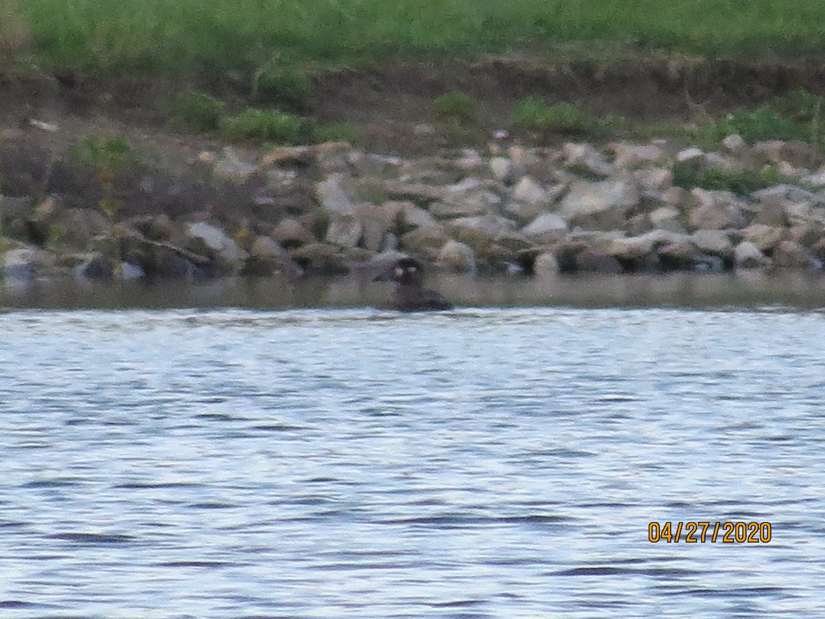 Surf Scoter - Dave & Sue Eastman