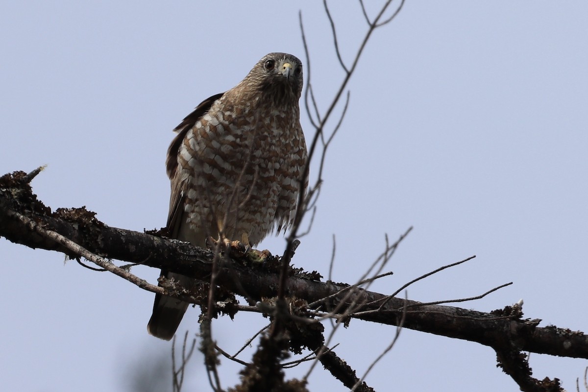 Broad-winged Hawk - ML227907751