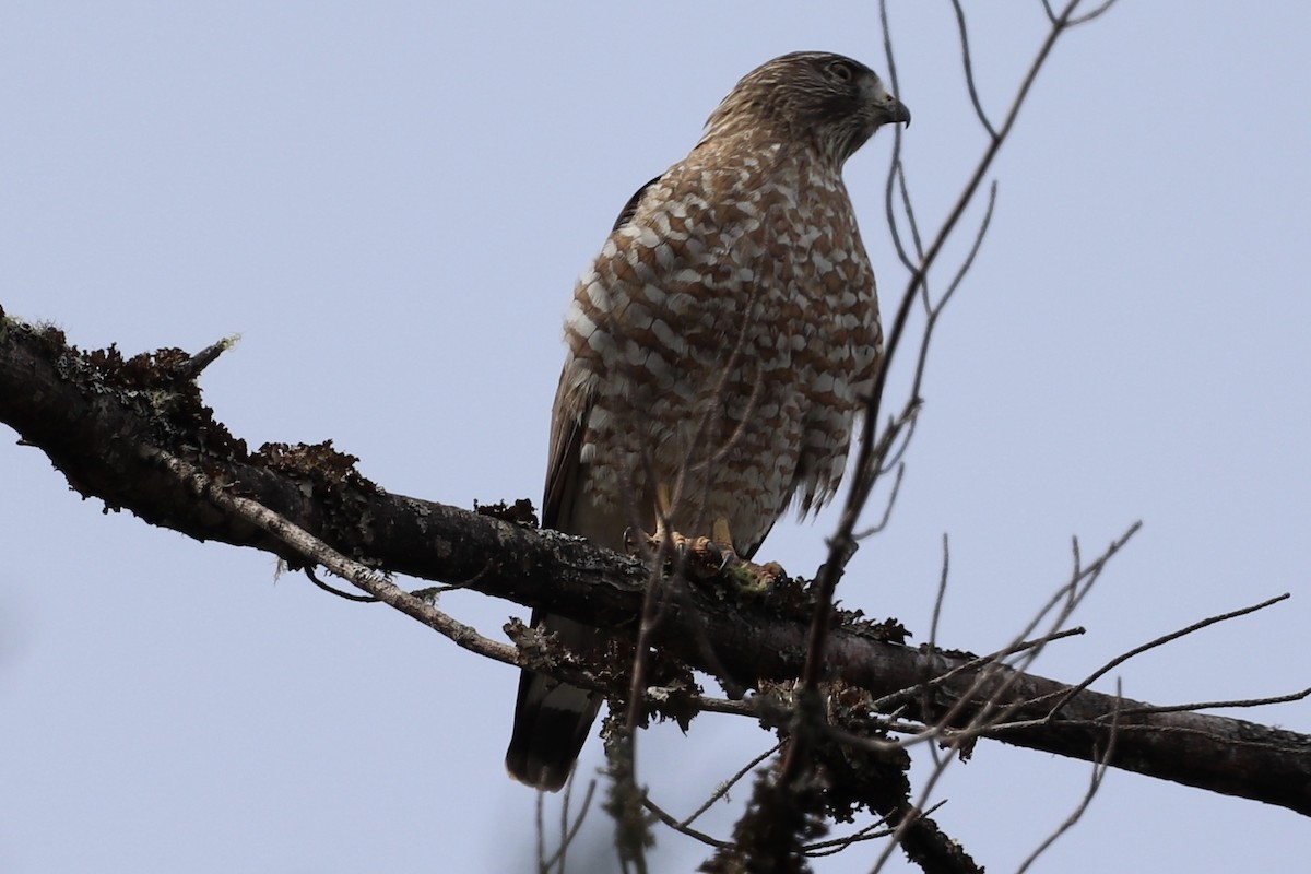 Broad-winged Hawk - ML227907761
