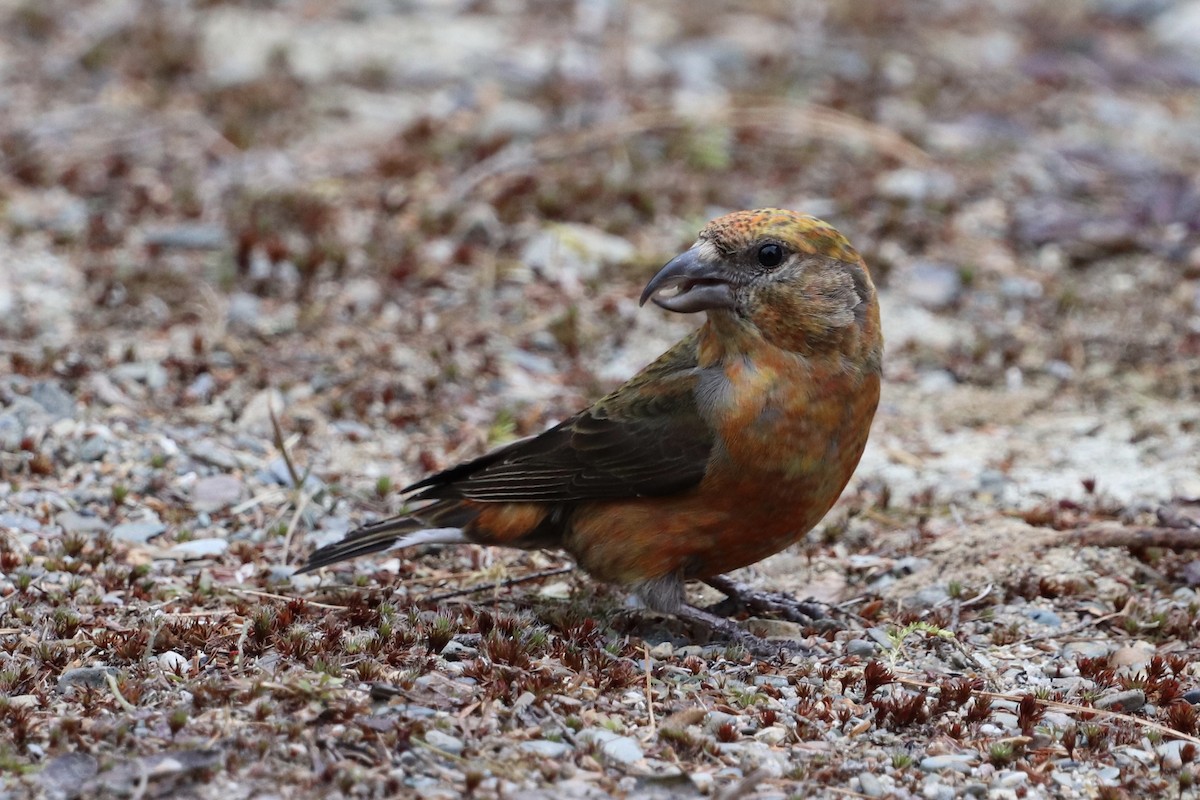 Red Crossbill - ML227907951