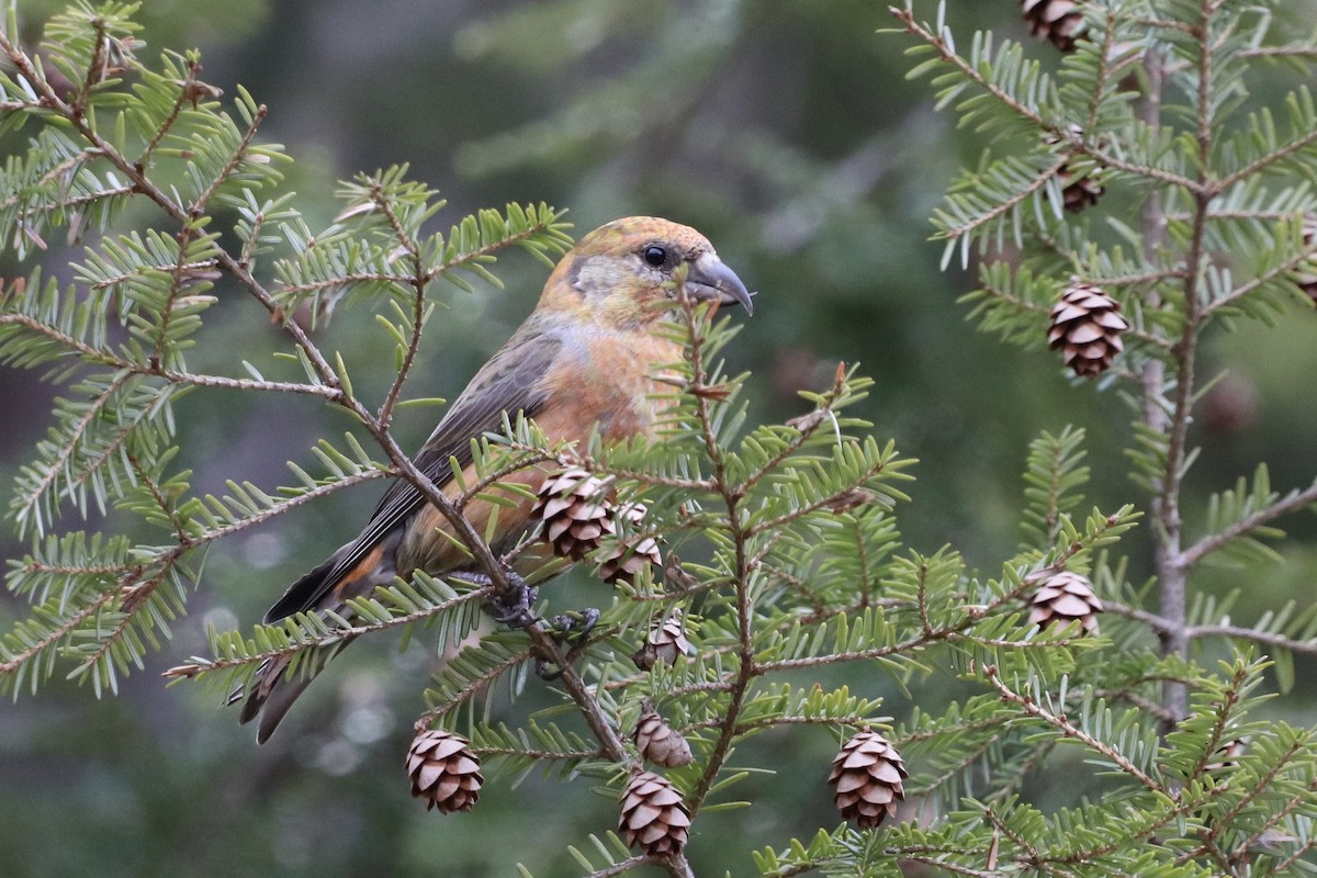 Red Crossbill - ML227908011